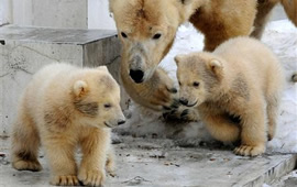 札幌市円山動物園2