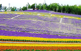中富良野町営ラベンダー園1