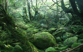 屋久島2
