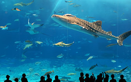 美ら海水族館2